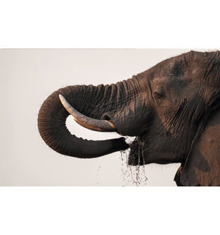elefante60x38