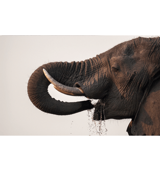 elefante90x56